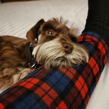 Luna, peluda del canciller Marcelo