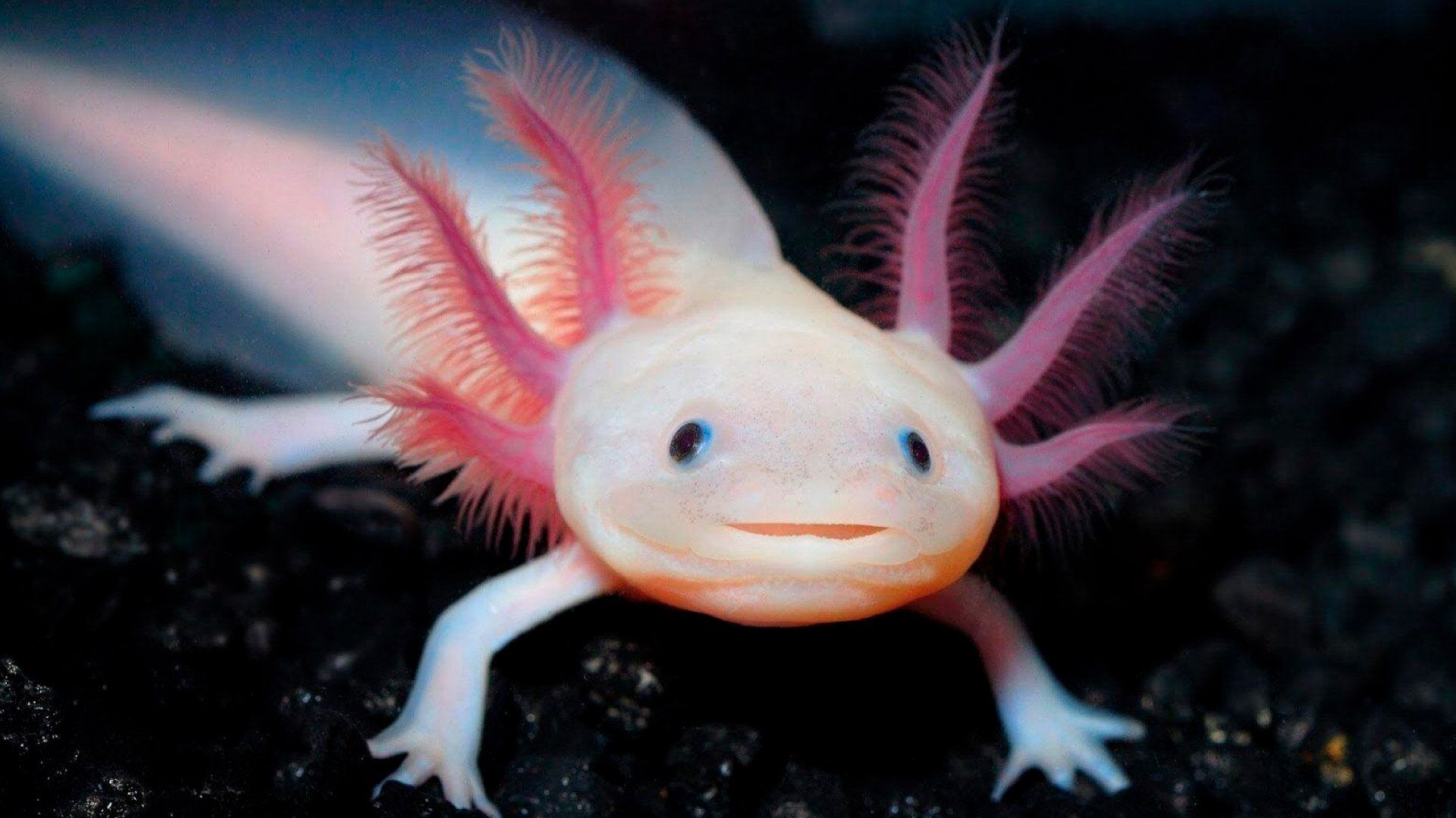 El modelo propuesto combina gradientes químicos y activación genética para explicar cómo las células “saben dónde están”