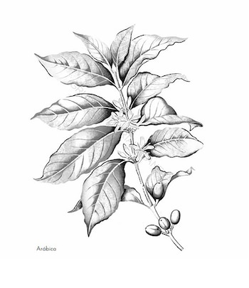 Arábica, variedad de café. /