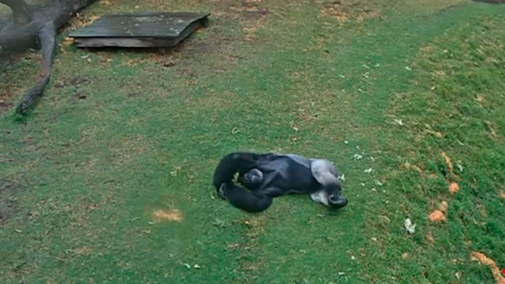 Ganyeka, un gorila espalda plateada de 25 años, sorprende al público del Werribee Open Range Zoo al jugar bajo la lluvia, mostrando su naturaleza juguetona mientras otros gorilas buscan refugio. (Instagram:@zoosvictoria)