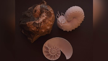 Descubren que un curioso molusco