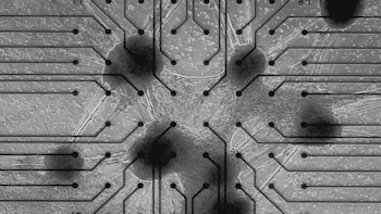 Neuronas vivas en centro de datos