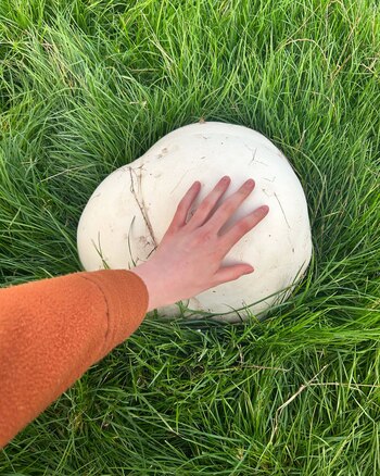 El descubrimiento se produjo mientras