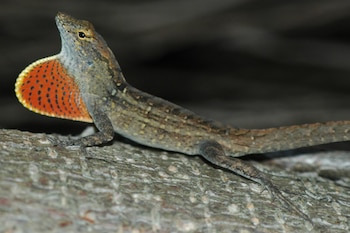 Lagarto anolis pardo sobre una rama. El reptil tiene piel marrón y un cuello con una papada gular anaranjada de puntos negros