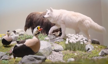 Diorama con un lobo blanco, un oso pardo, tres aves taxidermizadas, rocas, musgo, hierba y flores blancas