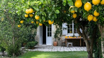 Limonero (Imagen Ilustrativa Infobae)