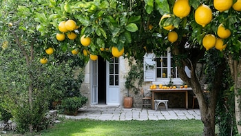 Plantar una semilla en el