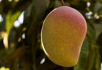 A mango fruit is seen on a tree after the yield dropped because of high temperature, in Ismailia, Egypt, August 18, 2023. REUTERS/Mohamed Abd El Ghany