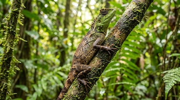 Lagarto de cabeza verde y cuerpo marrón escamoso se aferra a una rama de árbol cubierta de musgo, con follaje verde borroso al fondo.