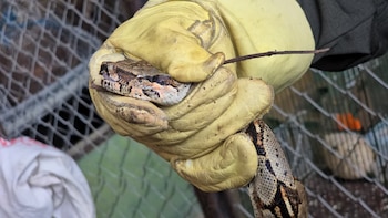 El hallazgo de una serpiente boa en una vivienda de Saboyá, Boyacá, alerta sobre la presencia de fauna silvestre fuera de su distribución natural - crédito CAR