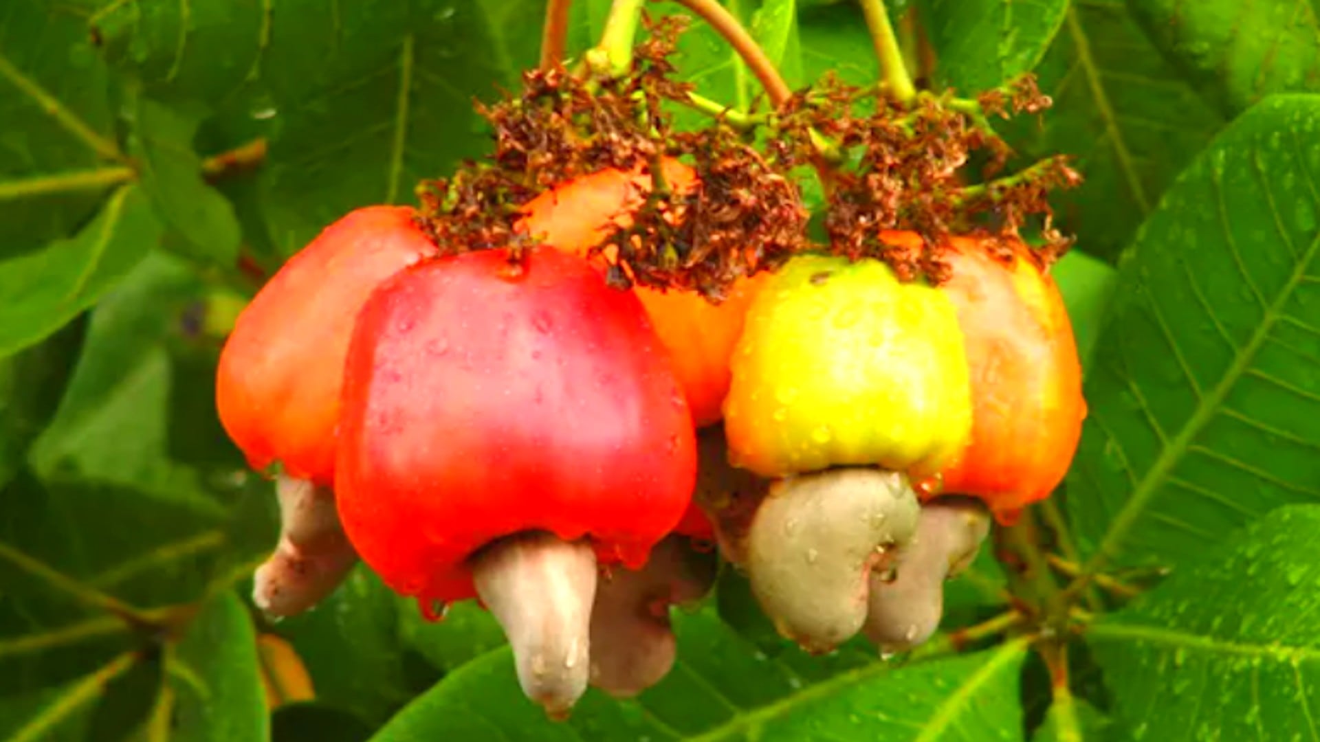 La incorporación de castañas de cajú en distintas recetas dulces y saladas facilita cubrir requerimientos nutricionales diarios y da variedad a la dieta