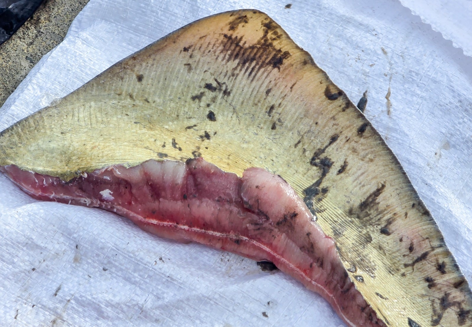 Pesca ilegal, Armada de Colombia, Coralina, Migración Colombia, San Andrés, Providencia, Conservación marina, Banco Quitasueño, Langosta, Reserva de Biósfera Seaflower