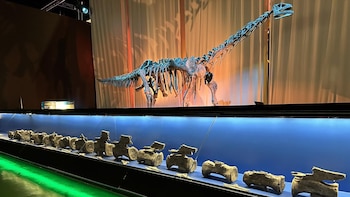 Investigadores de la Fundación Dinópolis identifican fósiles de Diplodocus en El Castellar (Teruel)