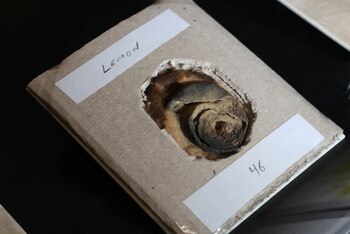 La fruta se encontró en