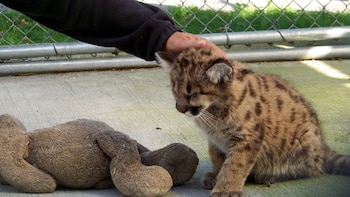 Algunos centros de España permiten a los visitantes fotografiarse o acariciar crías de felinos salvajes. En la imagen, un cachorro de puma en Thompson Park (Nueva York). (Kurt Thomas Hunt/Wikimedia Commons)