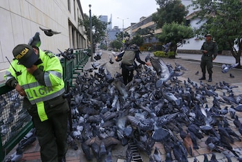 El control legal de palomas en zonas residenciales incluye reducir fuentes de alimento, instalar barreras físicas y aplicar métodos no letales de disuasión y control de fertilidad - crédito Colprensa