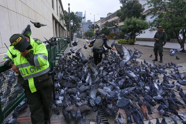 El control legal de palomas en zonas residenciales incluye reducir fuentes de alimento, instalar barreras físicas y aplicar métodos no letales de disuasión y control de fertilidad - crédito Colprensa