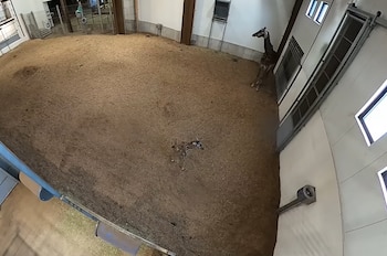 El Zoológico cerrará temporalmente el