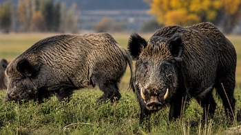 Dos jabalíes europeos, uno de frente con colmillos y otro de perfil, en un campo de hierba. Fondo desenfocado de árboles