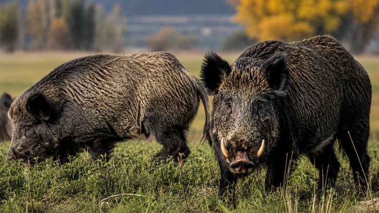 Un jabalí europeo con colmillos visibles mira a la cámara mientras otro forrajea en un campo de hierba. (Sobre la tierra - SLT)