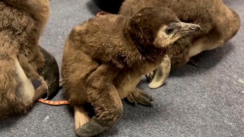 La reproducción exitosa de pingüinos