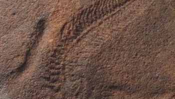 Estos animales eran diestros mucho antes de que las manos siquiera hubieran evolucionado