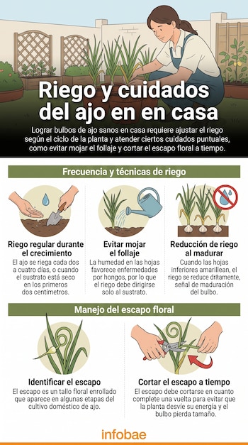 Infografía sobre el cultivo de ajo con ilustraciones de una mujer en un jardín, plantas en macetas, una regadera y el corte de un tallo.