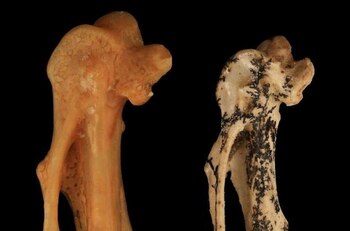 El fósil de Menura tyawanoides