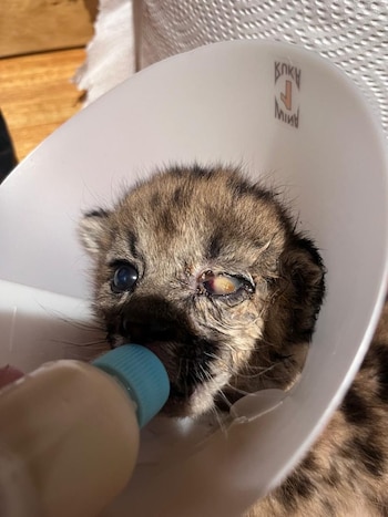 Malvina enfrentó una infección ocular severa, tratada por la oftalmóloga veterinaria María Graciela Beveraggi (Parque Nacional Nahuel Huapi)
