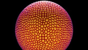 Un estudio logra captar cómo