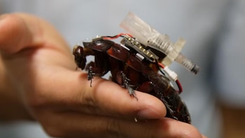 Cucarachas paramédicas: cómo podrían asistir a víctimas atrapadas con inyecciones de emergencia