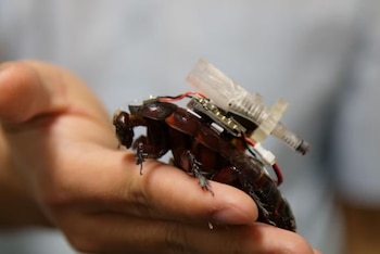 Una mano humana sostiene una cucaracha grande con un circuito electrónico, cables y piezas de plástico fijadas en su lomo