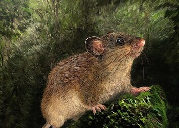 Neacomys Serranensis - Foto cedida