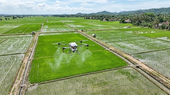 Vista aérea de un dron gris que rocía líquido sobre un campo verde de arroz dividido por caminos.