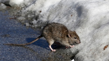 Menos ratas en Nueva York: