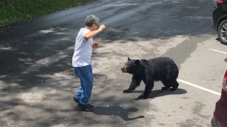 Seguir pautas de seguridad y mantener la calma ante la presencia de un oso es fundamental para minimizar incidentes y evitar daños mayores (Paige Marple)