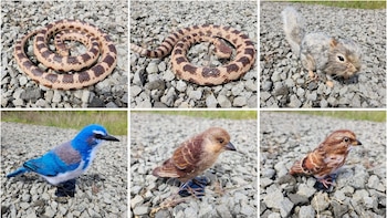 Dos figuras de serpientes enrolladas, una figura de ardilla, una figura de pájaro azul y dos figuras de pájaros marrones, todas sobre grava