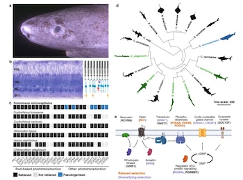 El descubrimiento sobre la retina