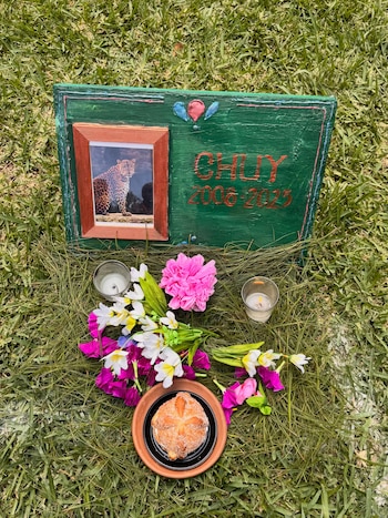 Altar sobre el césped con la foto de un león, flores de varios colores, platos con un limón y una calabaza pequeña, y dos velas en vasos