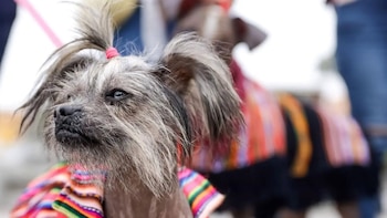 Perú ama a los animales: el 64% de los hogares convive con al menos una mascota