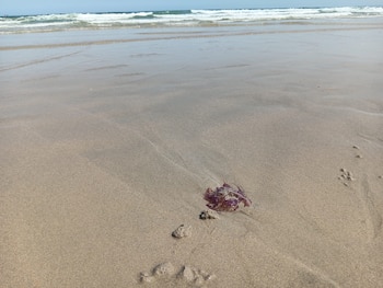 Ejemplar de medusa recogido en la arena de la Praia de Razo, en Carballo. (Europa Press)