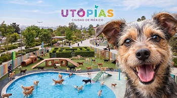 Varios perros juegan en un parque canino con alberca, rampas y laberinto, junto al logotipo de Utopías Ciudad de México en el cielo.