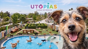 ¿Dónde estará la Utopía Canina de CDMX? El nuevo parque para perros tendrá alberca, gimnasio y zonas de recreación