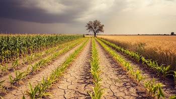 Fondo Central para la Acción de Emergencia destina USD 105 millones para aliviar crisis en el Corredor Seco Centroamericano