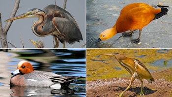 Distintas aves en Delta del