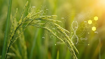 Un estudio revela por qué