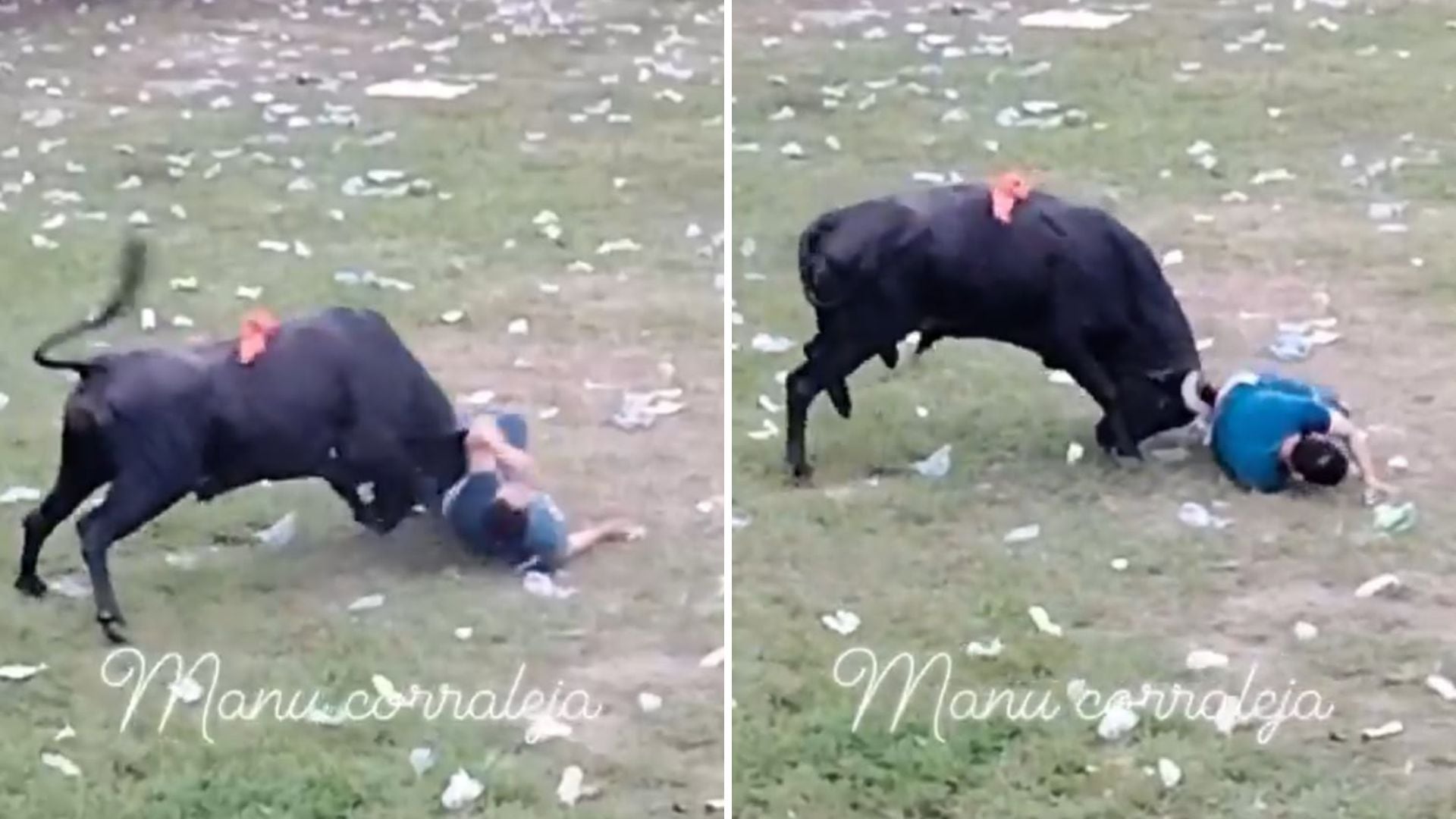 Toro derribó a un participante dentro del ruedo en las corralejas de Chinú, Córdoba - crédito @ColombiaOscura/X