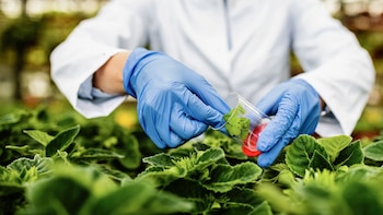 Día Internacional de la Sanidad Vegetal: relevancia y desafíos en la protección de las plantas para la seguridad alimentaria y ambiental