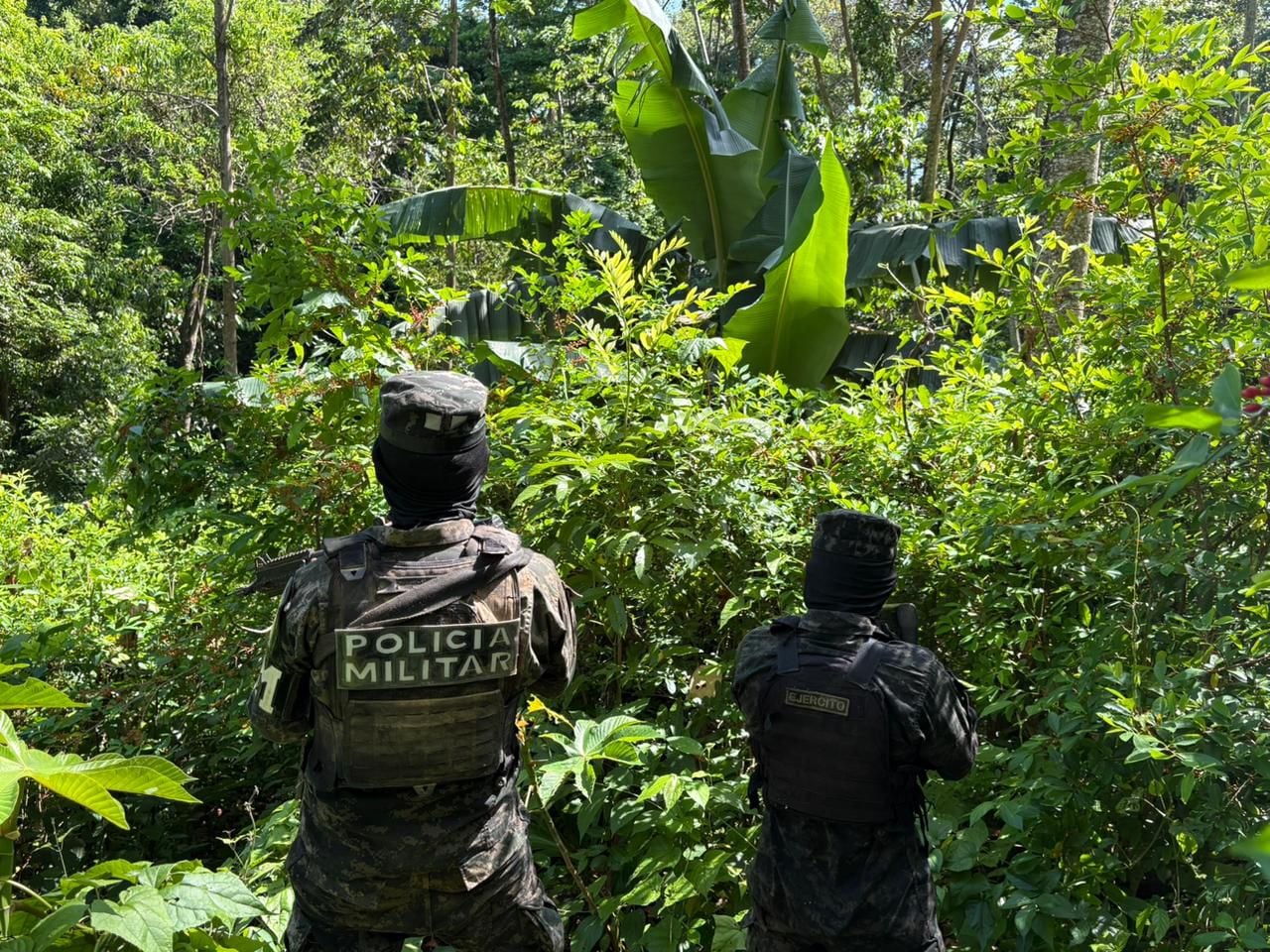 El cultivo ilícito fue encontrado en la aldea Quebrada del Diablo, municipio de Iriona. Las Fuerzas Armadas localizaron una plantación con más de 20 mil arbustos de supuesta hoja de coca en Colón. (Foto: Fuerzas Armadas de Honduras)