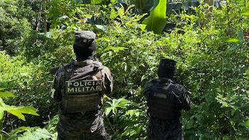 Fuerzas Armadas en Honduras aseguran más de 20 mil arbustos de supuesta hoja de coca